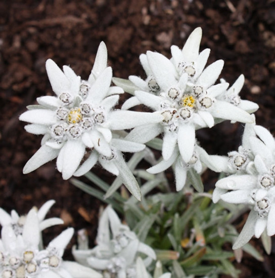 floare-de-colt-130-seminte-de-flori-delicate-de-colt-agrosem